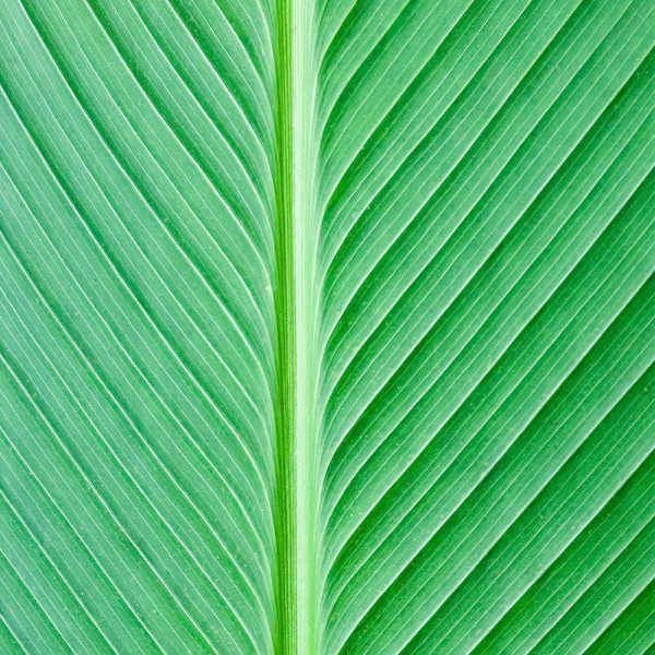 Aluwall Wandpaneel Palmblatt Grün - 9138 DINA4 Muster glänzend